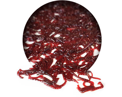 Bloodworm Vers